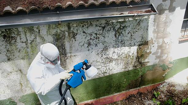 Top rated local Mold Remediation specialists in Richwood, NJ